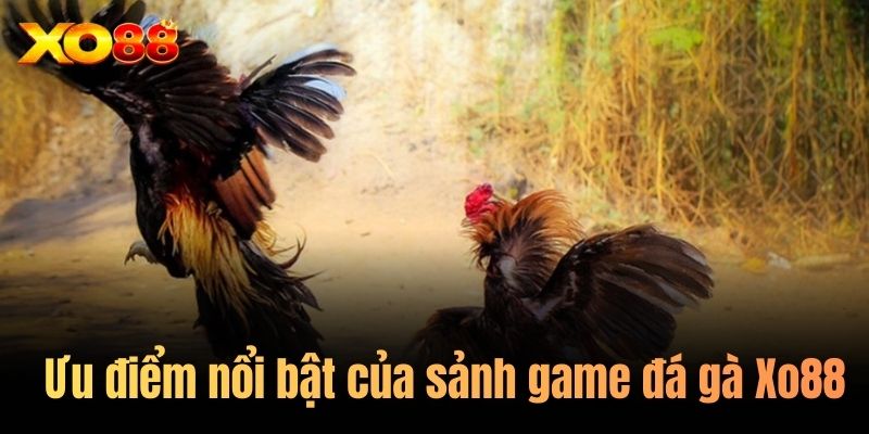 Ưu điểm nổi bật của sảnh game đá gà Xo88